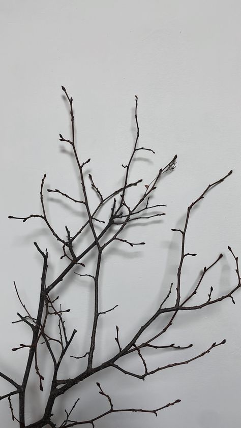 Tree Branches Aesthetic, Tree Branch Aesthetic, Branches Aesthetic, Tree Branches Photography, Branch Aesthetic, Art Headpiece, Branches Drawing, Branches Photography, Aesthetic Tree