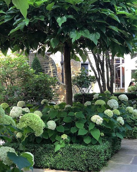 Hosta Garden Ideas, Hydrangea Annabelle, New Home Landscaping, Outside Landscaping, Annabelle Hydrangea, Parterre Garden, Jenny Rose, Smooth Hydrangea, Hydrangea Arborescens