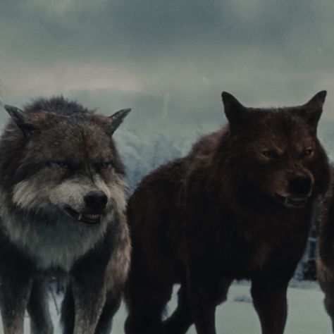 Embry Call Wolf, Twilight Breaking Dawn Aesthetic, Twilight Wolves Aesthetic, Twilight Werewolf Aesthetic, Embry Call Aesthetic, Twilight Wolf Pack Aesthetic, Werewolf Aesthetic Wallpaper, Sam Uley Aesthetic, Breaking Dawn Aesthetic