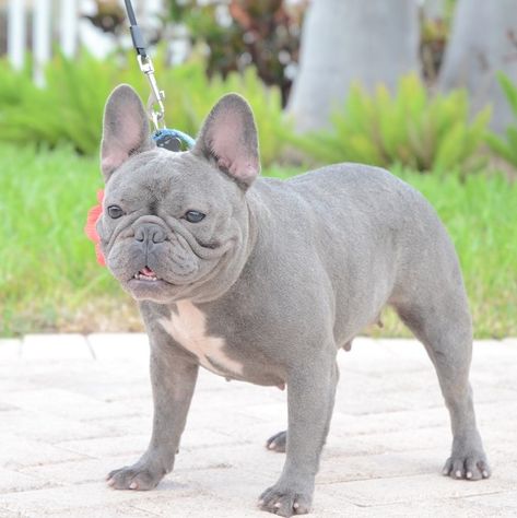 Our French Bulldog Dams | French Bulldog Breeders - Poetic French Bulldogs French Bulldog Breeders, Munchkin Cat, Savannah Cat, Bull Dogs, Cat Enclosure, Health Dinner, Scottish Fold, French Bulldog Puppies, French Bulldogs