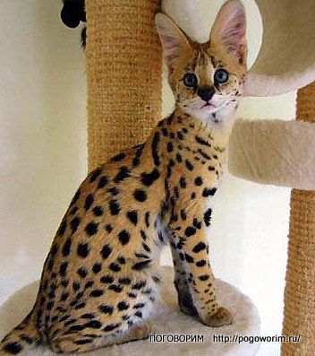 <3 Serval Kitten, Scratching Post, A Cat, Savannah