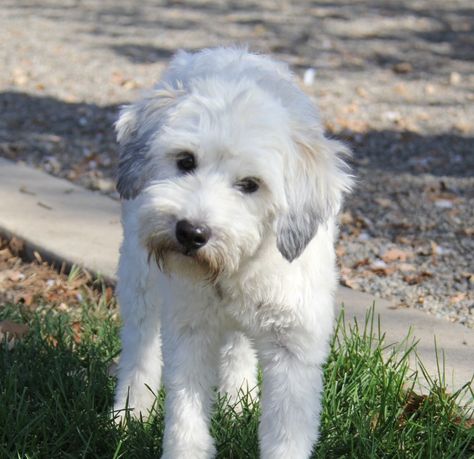 Eevie is an adoptable poodle searching for a forever family near Lemoore, CA. Use Petfinder to find adoptable pets in your area. Rescue Dogs For Adoption, Poodle Mix Dogs, Poodle Mix, Dogs For Adoption, Two Dogs, New Haircuts, Forever Family, Rescue Dogs, Dog Adoption