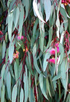 colours - green and pink wattle Australian Trees, Australian Native Garden, Australian Wildflowers, Australian Flowers, Australian Native Flowers, Native Australians, Australian Plants, Australian Garden, Eucalyptus Tree