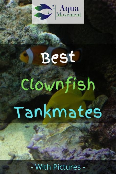 So what are the best clownfish tank mates? Take time to read this list for you to find out. Saltwater Tank Ideas, Salt Water Aquarium Ideas Design, Marine Fish Tank Ideas, Salt Water Tank Ideas, Clown Fish Tank, Small Saltwater Tank, Clownfish Aquarium, Clownfish Tank, Salt Water Fish Tank