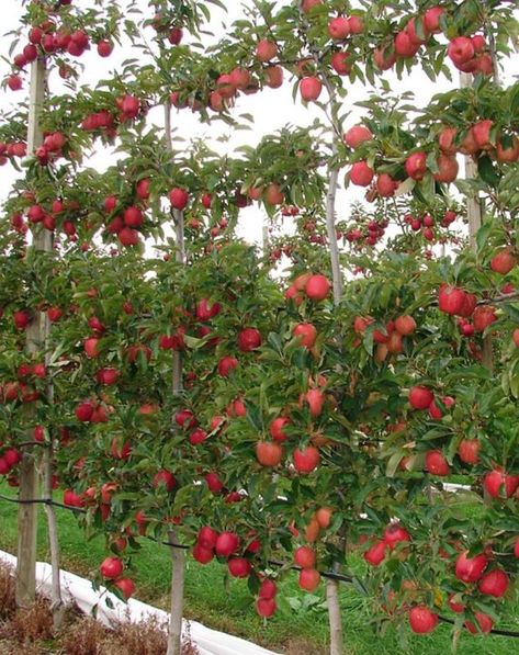 Apple Tree From Seed, Apple Plant, Espalier Fruit Trees, Apple Garden, Orchard Design, Orchard Garden, Farm Plans, Garden Vegetables, Aesthetic Garden