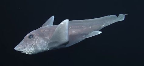 The chimaera, aka ghost shark, glides through waters at a depth of 8,200 feet with its silvery, sinister hue: Ghost Shark, Shark Gif, Shark Film, Fauna Marina, Time Video, Monterey Bay Aquarium, Shark Swimming, Sailing Adventures, Creature Feature