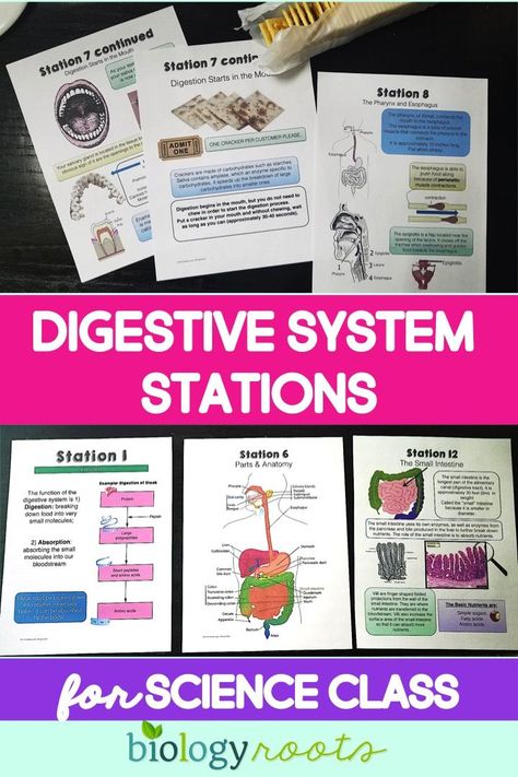 Using exhibition stations to teach body systems. Digestive system stations for middle school or high school biology or anatomy. #DigestiveSystemActivities #Classroom #AnatomyLessons #DigestiveSystemMiddleSchool #DigestiveSystemHighSchool Digestive System Activities, Health Science Classroom, Middle School Health, High School Health, Human Body Science, Human Body Activities, School Biology, Anatomy Lessons, Biology Classroom