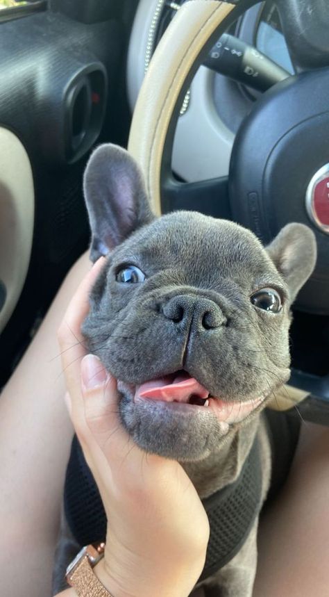 French Puppy, Fluffy French Bulldog, Dog Breeds For Families, Cute Frenchies, Blue Bulldog, Big Dogs Breeds, Biggest Dog In The World, Blue Frenchie, Fiat Car