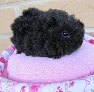 Baby guinea pig - I wonder what breed it is... It looks like a black ball of wool! - I've been told this is a baby texel by several friendly comments. Thanks for the info! Peruvian Guinea Pig, Pig Pics, Guinea Pigs Funny, Pet Rodents, Baby Guinea Pigs, Guinea Pig Bedding, Pet Guinea Pigs, Guinea Pig Care, Cute Guinea Pigs