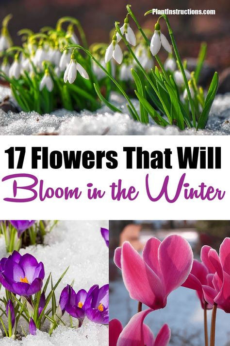 Winter Bulbs Outdoors, Winter Perennial Flowers, Fall And Winter Plants And Flowers, Winter Interest Plants, Winter Blooming Plants, Fall And Winter Flowers To Plant, Winter Blooming Flowers, Flowers That Bloom In Winter, Winter Flower Beds