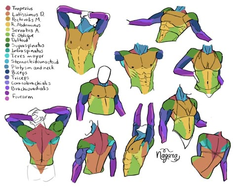 Upper Body Muscles, Anatomy Tips, Body Muscles, Perspective Drawing Lessons, Anatomy Tutorial, Drawing Body Poses, Human Anatomy Drawing, Manga Drawing Tutorials, Human Anatomy Art