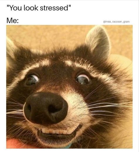 Funny Raccoon Pictures, Racoon Funny, Pet Raccoon, Cute Raccoon, Raccoon Funny, Trash Panda, Silly Animals, Racoon, Cute Memes