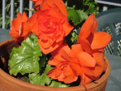 Tuberous Begonias-How To Store For The Winter and Restart In The Spring Tuberous Begonia, Making Plant Pots, Overwintering, Winter Plants, Annual Flowers, Flower Care, How To Store, Propagating Plants, Flowers Perennials