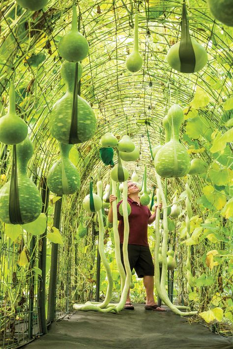 A New Gloucester gardener presides over tunnels burgeoning with the bulbous fruit that fuels his art. Fun Farm Ideas, Gourd Tunnel, Gourd Art Ideas, How To Grow Luffa Gourd, Cattle Panel Fence, Gourd Vegetable, Drinking Gourd, Gourd Mushroom, Herbal Tea Garden