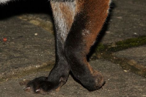 If it’s not one foot, it’s another… Fox Paw Reference, Fox Anatomy, Fox Paws, Reconstruction Era, Fantastic Fox, Kitsune Fox, Animal Anatomy, Fox Illustration, Pet Bunny