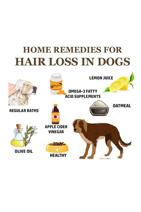 Medicine Safe For Dogs, Dog Shedding Remedies, Dog Losing Hair, Dog Meds, Dog Training At Home, Frosty Paws, Dog Skin Care, Losing Hair, Holistic Pet Care