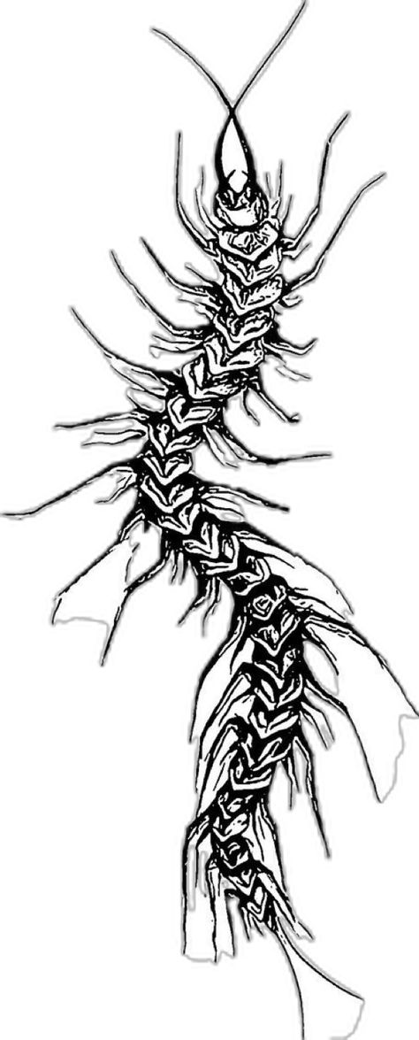 Centipede Tattoo, Sketch Tattoo Design, Simplistic Tattoos, Black Aesthetic Wallpaper, Tattoo Stencils, Thigh Tattoo, Tattoo Sketches, Black Aesthetic, Tokyo Ghoul