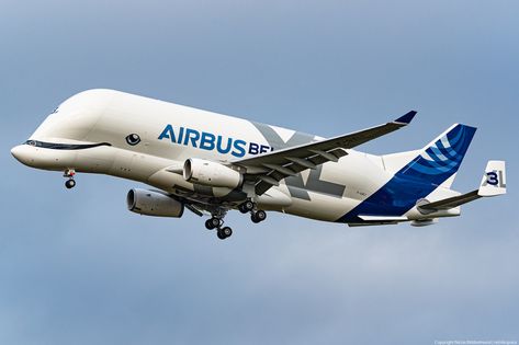 Airbus Transport International Type: Airbus A330-743L Beluga XL Registration: F-GXLI Serial: 1930 - 2020- Beluga Airbus, Airbus Beluga, Airbus A330, Air Planes, Airbus A380, Military Aircraft, Flight, Aircraft, Quick Saves