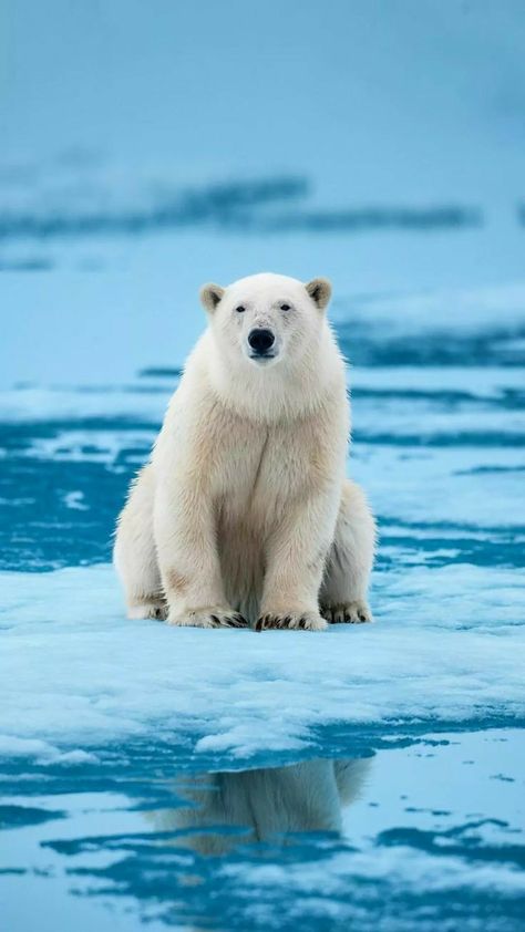 Polar Bear Wallpaper, Spiritual Animals, Animals Planet, Creature Ideas, Wild Animals Photography, Aquatic Creatures, Spiritual Animal, Bear Hugs, Winter Animals