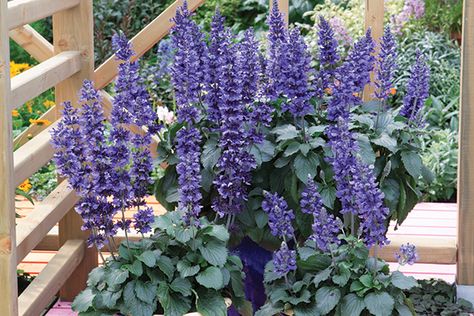 Why I Love Mystic Spires Salvia - The Good Earth Garden Center Mystic Spires Salvia, Mystic Spires Blue Salvia, Salvia Mystic Spires, Garden Combinations, Dallas Garden, Horticulture Education, Heat Tolerant Plants, Garden School, Texas Landscaping