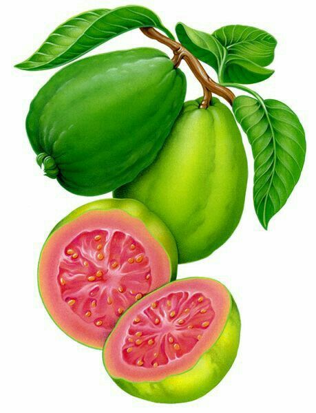 Guava Drawing, Guava Fruit, Fruits Images, Watercolor Fruit, Fruit Illustration, Fruit Painting, Botanical Drawings, Fruit Art, Food Drawing