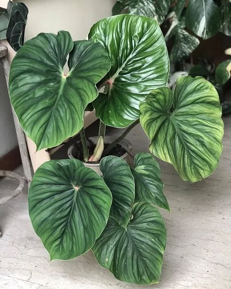 16 Best Large Leaf Philodendron Varieties | Balcony Garden Web Philodendron Plowmanii, Philodendron Pastazanum, Philodendron Varieties, Plant Goals, Philodendron Plant, Plant Wishlist, Evergreen Plants, Indoor Jungle, Plant Aesthetic