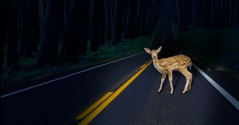 Opinion | Biden Democrats Are Deer in the Headlights Against Dishonest GOP Onslaught | Ralph Nader America Images, Office Culture, Defund The Police, Owl City, Vintage Deer, Weird Cars, Amazing Animals, One In A Million, Car Insurance