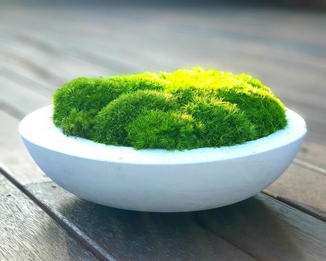 Moss bowl trend - everything you need to know | Real Homes Moss Bowls, Moss Bowl, Coffee Table Bowl, Types Of Moss, Loft Inspiration, Faux Moss, Unusual Home, Mid Century Modern Coffee Table, Real Homes