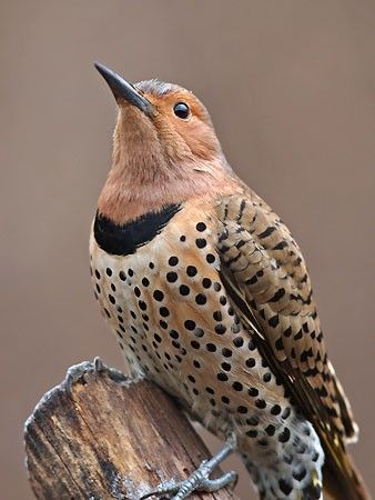 Northern Flicker, Kinds Of Birds, Nature Birds, Backyard Birds, All Birds, Exotic Birds, Pretty Birds, Bird Photo, Colorful Birds