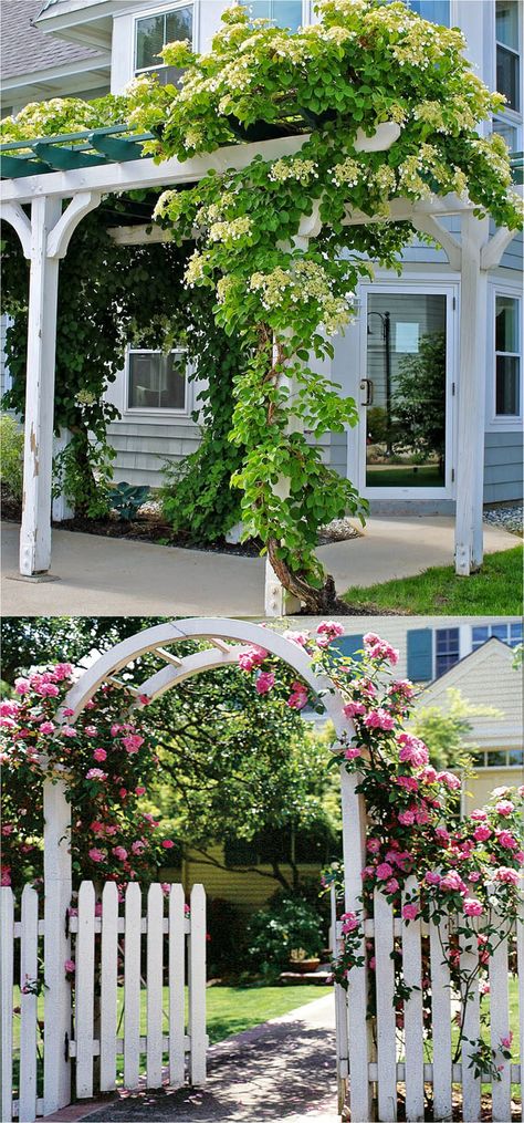 Vine Fence, Fast Growing Flowers, Climbing Flowers, Climbing Hydrangea, Decor Eclectic, Garden Vines, Garden Arbor, Climbing Vines, Have Inspiration