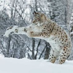 Bobcat vs. a stoat - Imgur  Bobcat vs. a stoat - Imgur Lynx Kitten, Lynx Cat, Canada Lynx, Eurasian Lynx, Cat Species, Playing In The Snow, Exotic Cats, Snow Leopard, Lynx