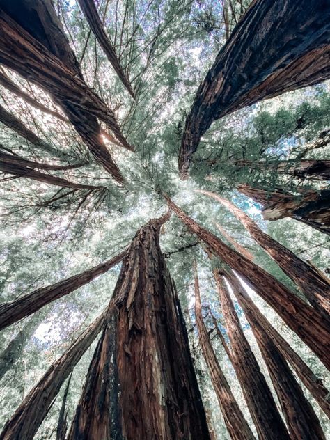 Aptos California, Santa Cruz Mountains, Oak Forest, Redwood Tree, Summer Scrapbook, Visit Santa, Hiking Destinations, Redwood Forest, Park Ranger