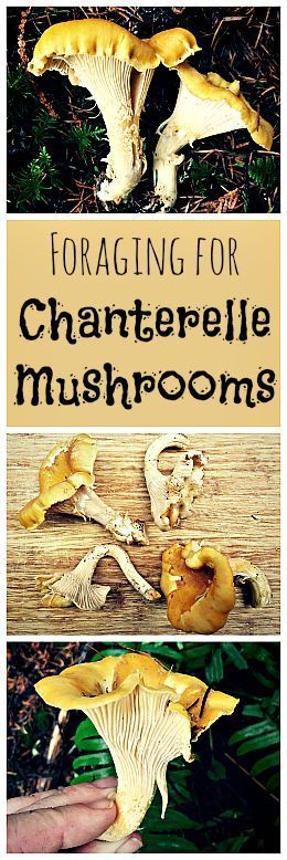 Chanterelle Mushrooms are easy to identify and fun to forage for... not to mention super tasty! Mushrooms Identification, Honey Mushroom, Honey Mushrooms, Foraging Guide, Edible Wild Mushrooms, Primitive Skills, Chanterelle Mushrooms, Mushroom Foraging, Fruit Orchard