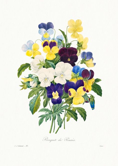 Pansy bouquet from Choix des plus belles fleurs (1827) by Pierre-Joseph Redouté. Original from Biodiversity Heritage Library. Digitally enhanced by rawpixel. | free image by rawpixel.com / Biodiversity Heritage Library (Source) Redoute Flowers, Pansy Bouquet, Pansies Art, Classic Art Prints, Botanical Wall Decor, Illustration Botanique, Botanical Art Prints, Vintage Botanical Prints, Mdf Frame