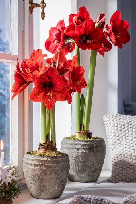 Amaryllis Arrangement, Amaryllis Plant, Indoor Planting, Red Amaryllis, Santa Paintings, Rustic Backyard, Household Plants, Amaryllis Bulbs, Planting Ideas