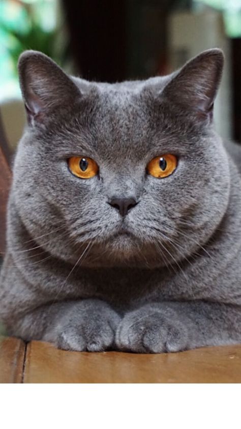 Grey British Shorthair, British Blue Cat, Cats Facts, Russian Blue Cat, British Shorthair Cats, Gray Cat, Russian Blue, British Shorthair, Cats Illustration