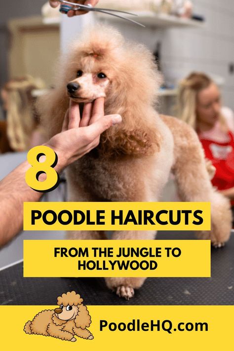 What comes to your mind when you think of poodles? If you’re thinking what we’re thinking, then most likely it’ll be their quirky haircuts. Poodles are not only diverse when it comes to their breeds and crossbreeds, but also their appearance too.Yes, you’ve probably seen many poodles that are stylish, flamboyant, and have their own identity. That’s the brilliant thing if you’re a poodle owner; you can choose to have it cut (or not) in certain styles Poodle Haircuts Miniature, Poodle Quotes Funny, Poodle Winter Haircut, Winter Poodle Haircuts, Toy Poodle Short Haircut, Types Of Poodle Haircuts, Haircuts For Poodles, Unique Poodle Haircut, You Poodle Haircut