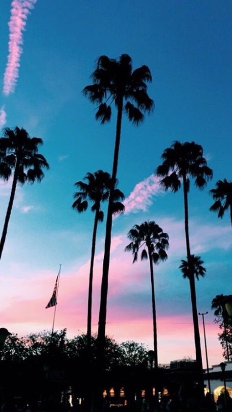 California Iphone Wallpaper, Palm Tree Iphone Wallpaper, Dating Etiquette, Sf Wallpaper, Summer Tumblr, Tumblr Iphone Wallpaper, California Palm Trees, Tumblr Hipster, Photos Bff