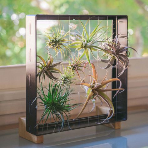 Air Plant Garden, Air Plants Decor, Unanswered Questions, Air Plants Care, Air Plant Display, Plant Display, Air Plant Holder, Vertical Garden, Table Decoration