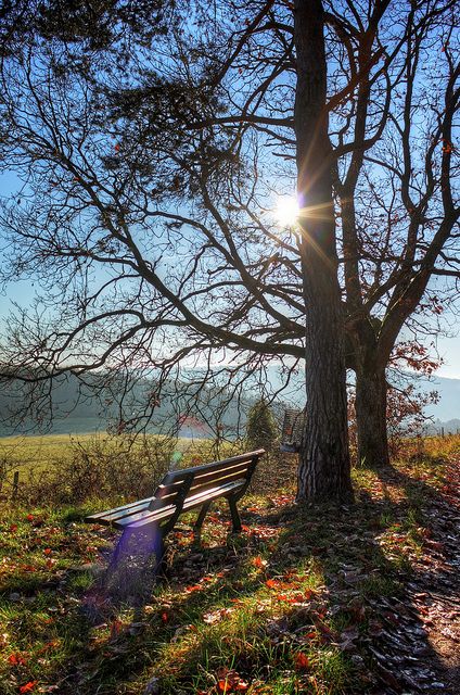 Sunny Winter's Day Sunny Winter Day, Magic Nature, Sunny Winter, Early Winter, Late Winter, January 21, Inspiring Spaces, Landscape Drawings, Tree Forest