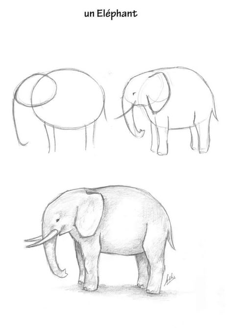 Elephant Drawing Tutorial, Animal Sketches Easy Step By Step, Animal Drawings Sketches Step By Step, Animal Sketches Easy, Simple Art Drawings, Simple Drawing Ideas, Realistic Animal Drawings, Sketch Simple, Easy Tattoo