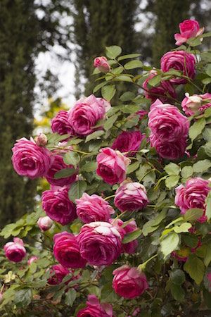 Black Baccara, Backyard Graduation Party, Rose Gardening, British Rose, Acrylic Flower Painting, Hgtv Garden, Rose Plant, Heirloom Roses, Landscaping Garden