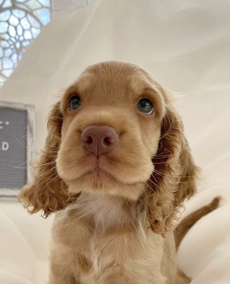 Show Cocker Spaniel Puppies, Golden English Cocker Spaniel Puppy, Golden Cocker Spaniel Aesthetic, Mini Cocker Spaniel, Blonde Cocker Spaniel, Golden Cocker Spaniel Puppies, English Cocker Spaniel Puppies, Bows Aesthetic, Golden Cocker Spaniel