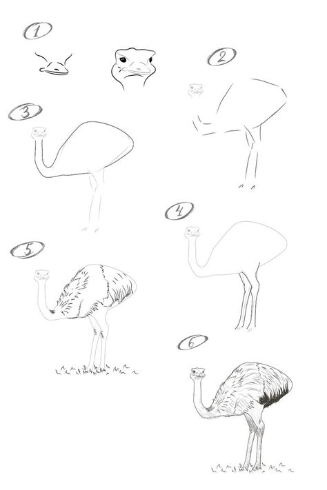 How To Draw An Ostrich, Ostrich Drawing Easy, Ostrich Drawing, Ostrich Running, Draw Sonic, Bird Reference, How To Draw Sonic, Gothic Drawings, Beach Drawing