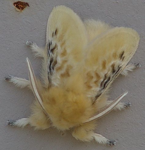 Black-waved Flannel Moth Megalopyge (Lagoa) crispata Family Megalopygidae Photograph copyright by Tony Leukering Fluffy Moths, Moth Beautiful, Black Waved Flannel Moth, Moth Pretty, Flannel Moth, Large Tolype Moth, Pretty Moths Real, Moth Species, Cute Moth