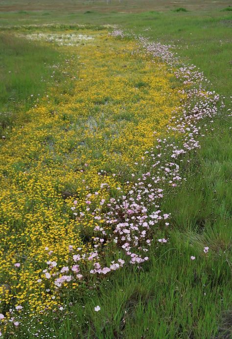 Clan Ideas, Pathway Garden, Vernal Pool, Baldwin Hills, Wildlife Garden, Senior Project, Pottery Inspiration, Golden Gate Park, Wildlife Gardening