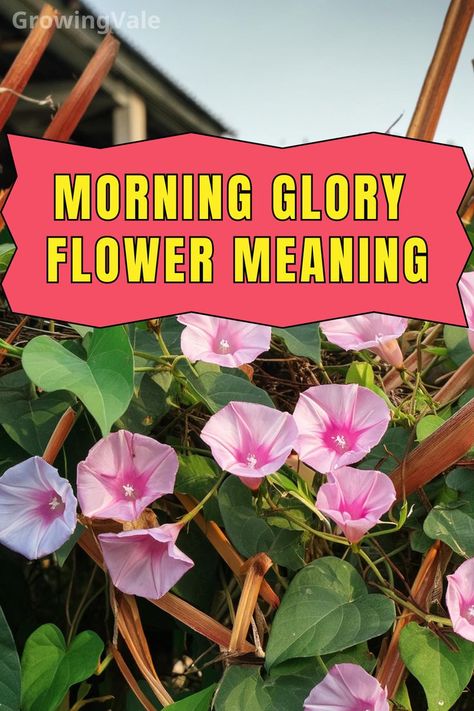 Morning Glory Flower Meaning Boho Sunroom Ideas, Boho Sunroom, Blue Morning Glory, Morning Glory Flowers, Love Affection, Blue Morning, Morning Glories, Flower Meanings, Painted Christmas Ornaments