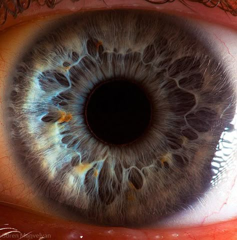 Photo of the Day, the Scientist, 11/13/12: "The iris of a human eye has two layers of fibers, radial fibers that pry the pupil open and sphincter fibers that snap it shut." Macro Photography Eyes, Macro Fotografia, Eye References, Foto Macro, Eye Close Up, Behind Blue Eyes, Microscopic Images, Window To The Soul, Human Eyes