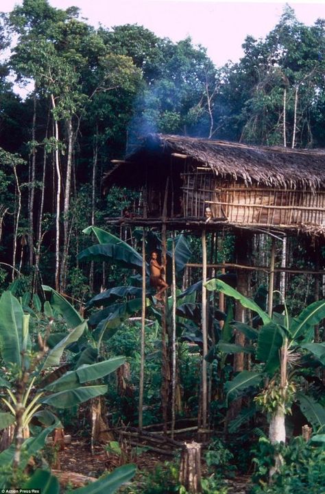 Amazon Rainforest Tribe, Rainforest Treehouse, Korowai Tribe, Outset Island, Rainforest House, Rainforest Tribes, Amazon Tribe, Jungle House, Vernacular Architecture