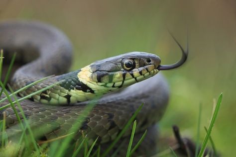 UK grass snake. natrix natrix Snake Puppet, Grass Snake, Berry Garden, List Of Vegetables, British Wildlife, Fruit Plants, Reptiles And Amphibians, British Isles, Gardening For Beginners